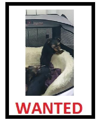 Wanted